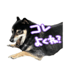 犬似の狸（個別スタンプ：14）