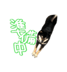 犬似の狸（個別スタンプ：18）