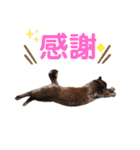 シン・クロ吉（敬語多め）（個別スタンプ：14）