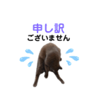 シン・クロ吉（敬語多め）（個別スタンプ：15）