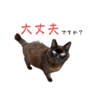 シン・クロ吉（敬語多め）（個別スタンプ：21）