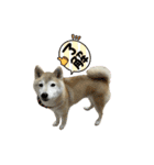 柴犬ナナちゃんの日常（個別スタンプ：1）