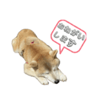 柴犬ナナちゃんの日常（個別スタンプ：2）