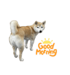柴犬ナナちゃんの日常（個別スタンプ：3）