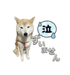 柴犬ナナちゃんの日常（個別スタンプ：4）