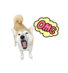 柴犬ナナちゃんの日常（個別スタンプ：5）