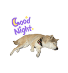 柴犬ナナちゃんの日常（個別スタンプ：6）