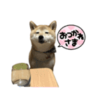 柴犬ナナちゃんの日常（個別スタンプ：7）