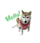 柴犬ナナちゃんの日常（個別スタンプ：10）