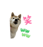 柴犬ナナちゃんの日常（個別スタンプ：11）