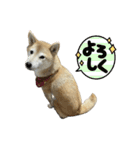 柴犬ナナちゃんの日常（個別スタンプ：12）