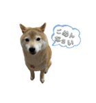 柴犬ナナちゃんの日常（個別スタンプ：13）