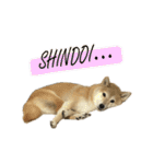 柴犬ナナちゃんの日常（個別スタンプ：14）