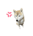 柴犬ナナちゃんの日常（個別スタンプ：15）