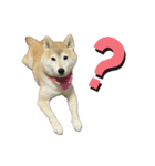 柴犬ナナちゃんの日常（個別スタンプ：17）