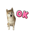 柴犬ナナちゃんの日常（個別スタンプ：18）