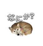 柴犬ナナちゃんの日常（個別スタンプ：20）