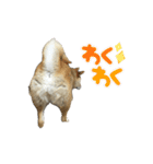 柴犬ナナちゃんの日常（個別スタンプ：21）