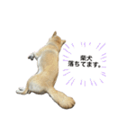 柴犬ナナちゃんの日常（個別スタンプ：22）