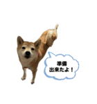 柴犬ナナちゃんの日常（個別スタンプ：23）