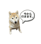 柴犬ナナちゃんの日常（個別スタンプ：24）