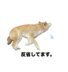 柴犬ナナちゃんの日常（個別スタンプ：25）