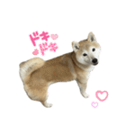 柴犬ナナちゃんの日常（個別スタンプ：26）