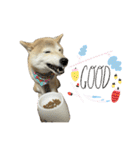 柴犬ナナちゃんの日常（個別スタンプ：27）