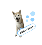 柴犬ナナちゃんの日常（個別スタンプ：28）