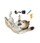 柴犬ナナちゃんの日常（個別スタンプ：29）