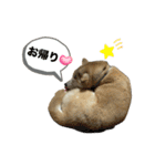 柴犬ナナちゃんの日常（個別スタンプ：30）