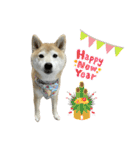 柴犬ナナちゃんの日常（個別スタンプ：31）
