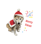 柴犬ナナちゃんの日常（個別スタンプ：32）