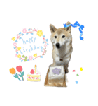 柴犬ナナちゃんの日常（個別スタンプ：33）