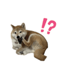 柴犬ナナちゃんの日常（個別スタンプ：34）