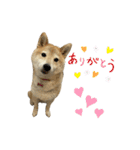 柴犬ナナちゃんの日常（個別スタンプ：35）