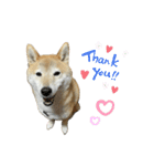 柴犬ナナちゃんの日常（個別スタンプ：37）