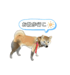 柴犬ナナちゃんの日常（個別スタンプ：38）