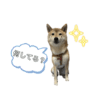 柴犬ナナちゃんの日常（個別スタンプ：39）