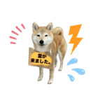 柴犬ナナちゃんの日常（個別スタンプ：40）