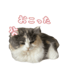 LVのネコ（個別スタンプ：12）