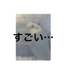 おこめ（オカメインコ）（個別スタンプ：6）