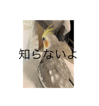 おこめ（オカメインコ）（個別スタンプ：7）