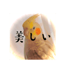 おこめ（オカメインコ）（個別スタンプ：8）