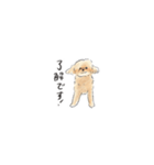 トイプードルあずきのイラストスタンプ（個別スタンプ：1）