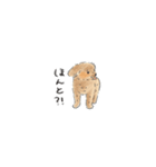 トイプードルあずきのイラストスタンプ（個別スタンプ：6）