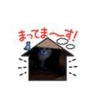 gray cat ＆ black cat（個別スタンプ：11）