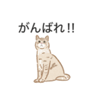 かわいい猫さん大集合（個別スタンプ：3）