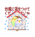 仲良しインコさん「夏」（個別スタンプ：37）