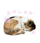 しもてぃーず17（個別スタンプ：1）
